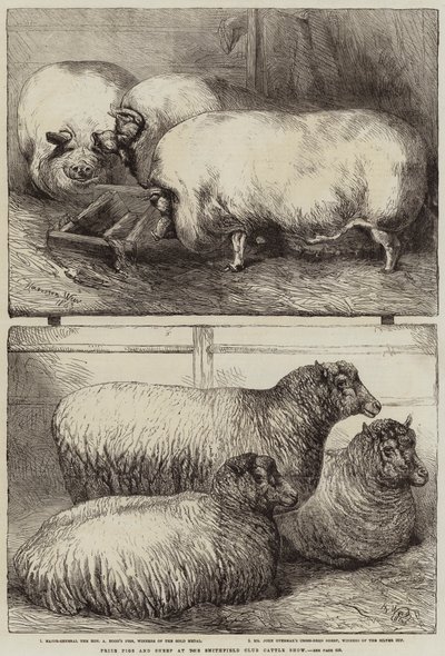Prize Pigs and Sheep at the Smithfield Club Cattle Show by Harrison William Weir